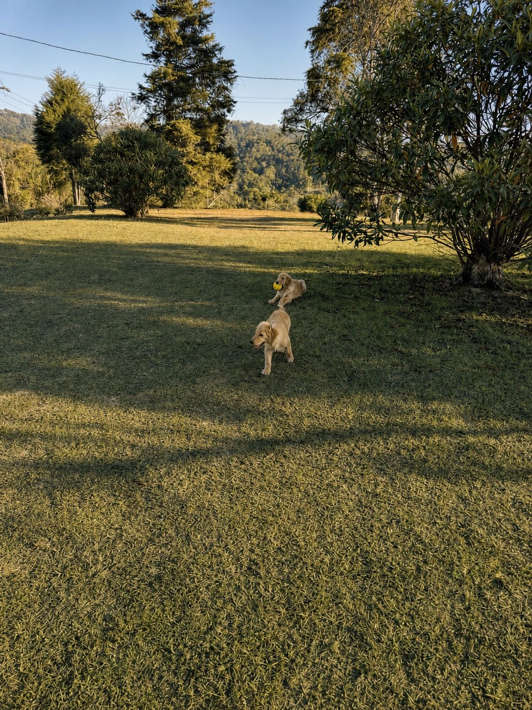 Dois golden retrievers no campo do sítio em Nazaré Paulista