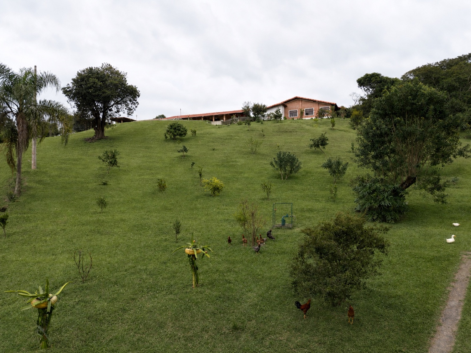 Vista da casa principal subindo a colina com galinhas e pomar no gramado verde